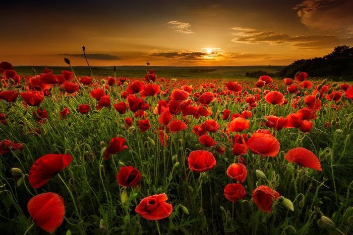 Papaveri al tramonto — design completo