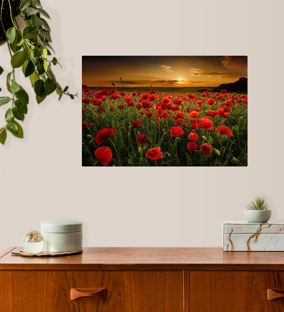 Papaveri al tramonto — ambiente 1