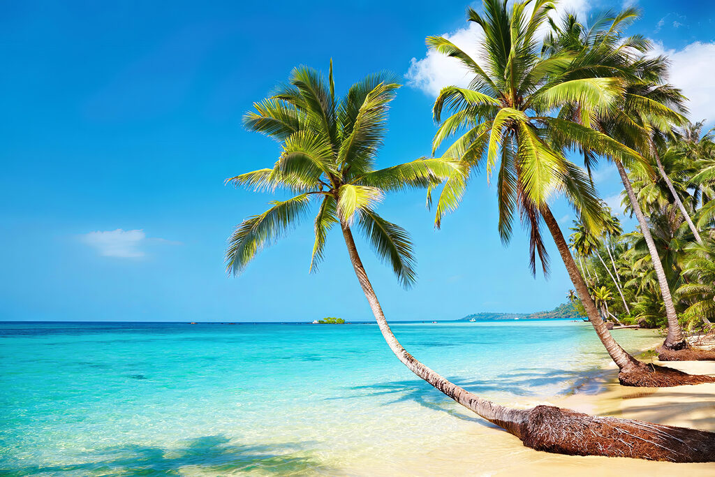Palme sul mare — design completo