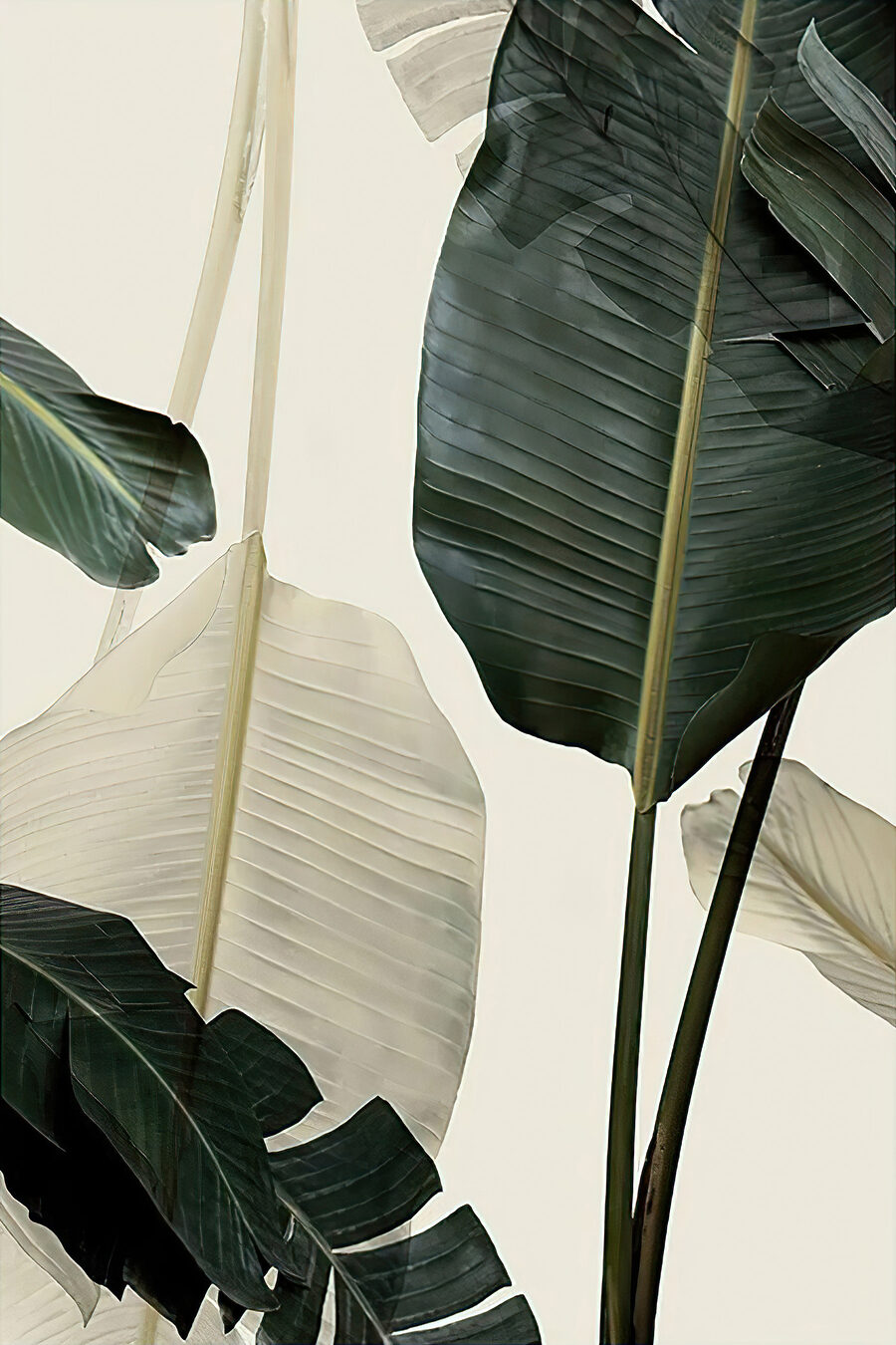 Foglia di banano — design completo