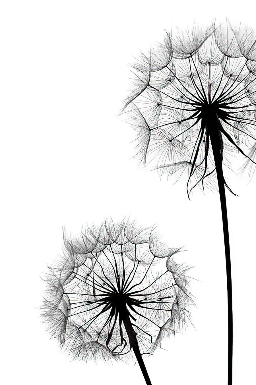 Soffioni su sfondo bianco — design completo