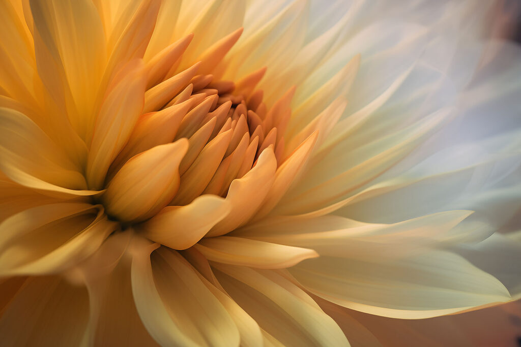 Cuore di fiore giallo — design completo