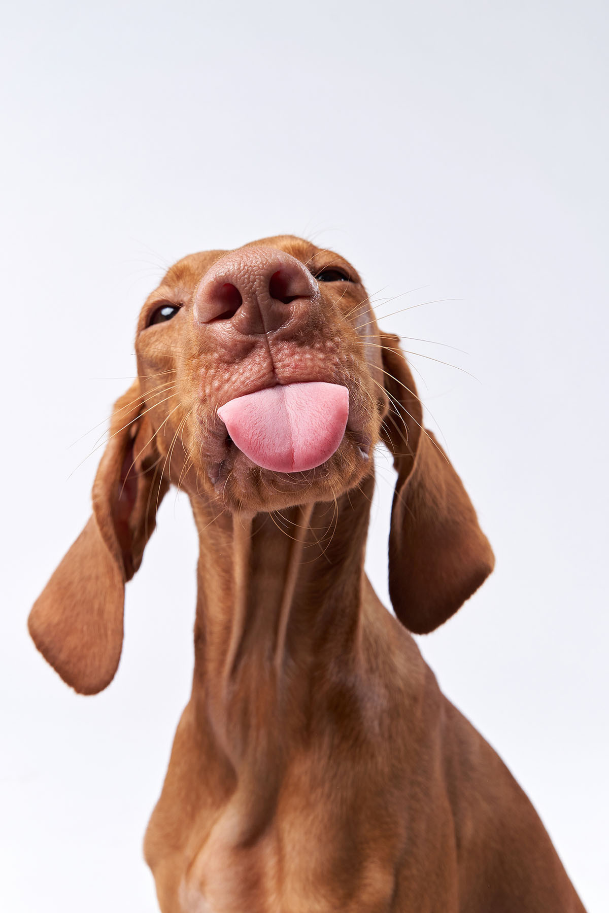 Cane con lingua fuori — design completo
