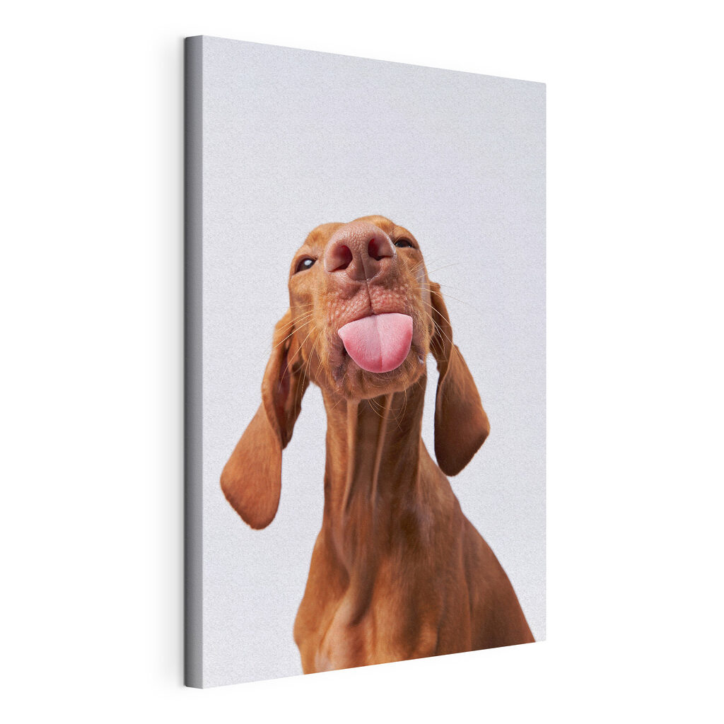 Cane con lingua fuori — vista del prodotto