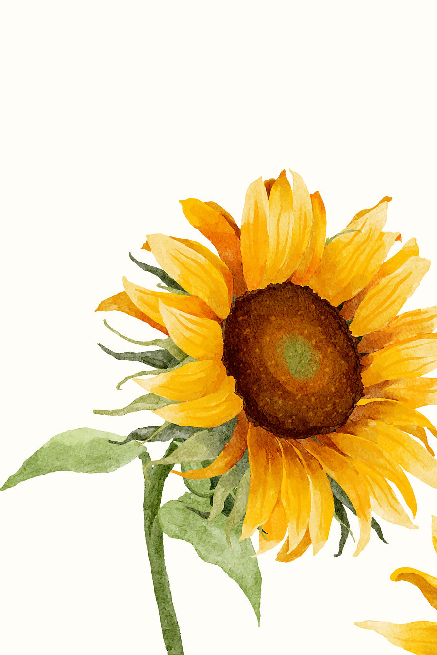 Girasole di profilo — design completo