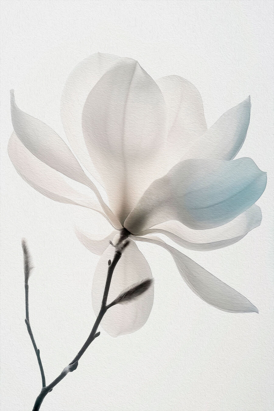 Magnolia bianca in fiore — design completo