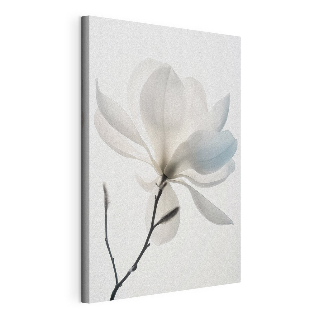 Magnolia bianca in fiore, tela tesa e bordo avvolto