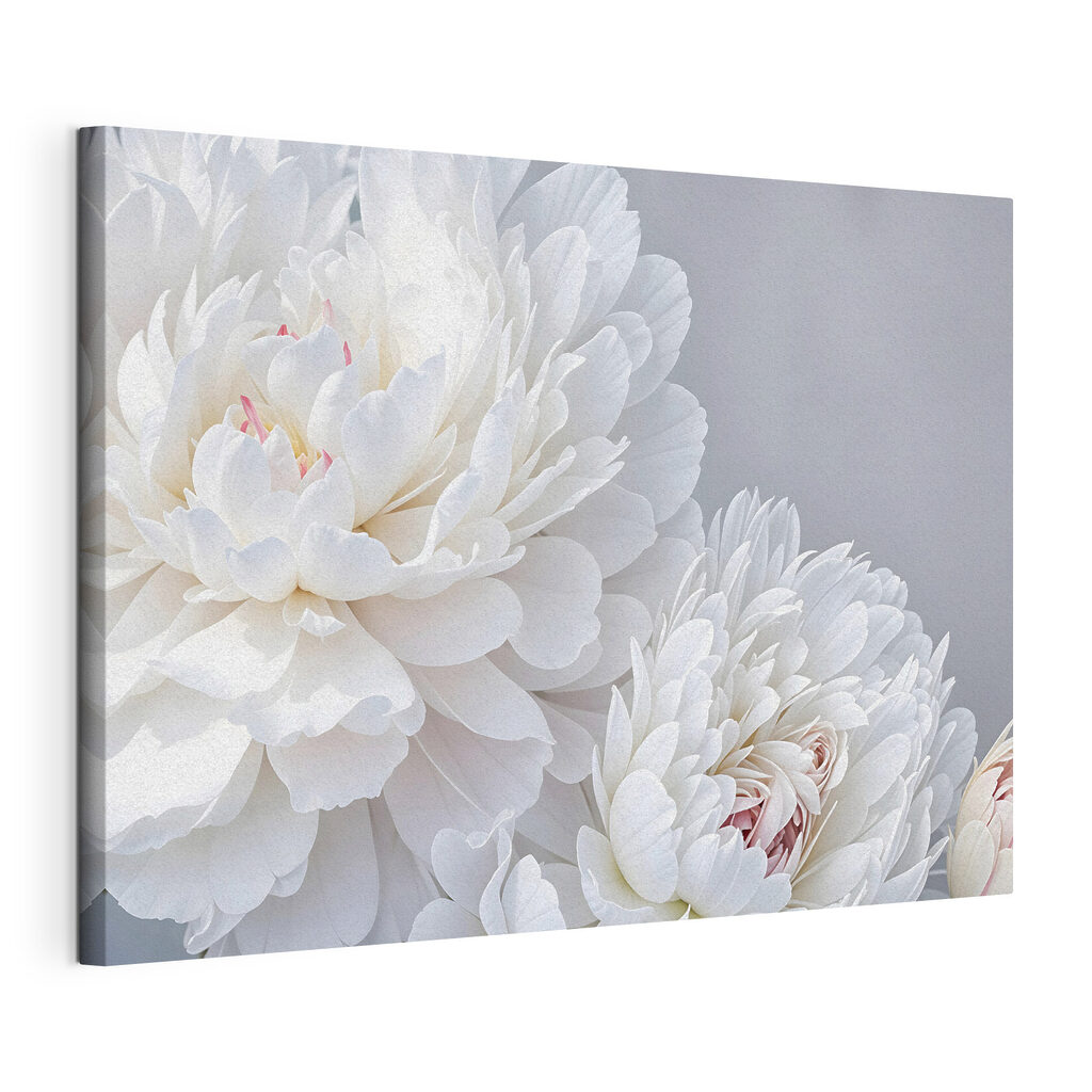 Peonie bianche, accenti rosa, tela tesa e bordo avvolto