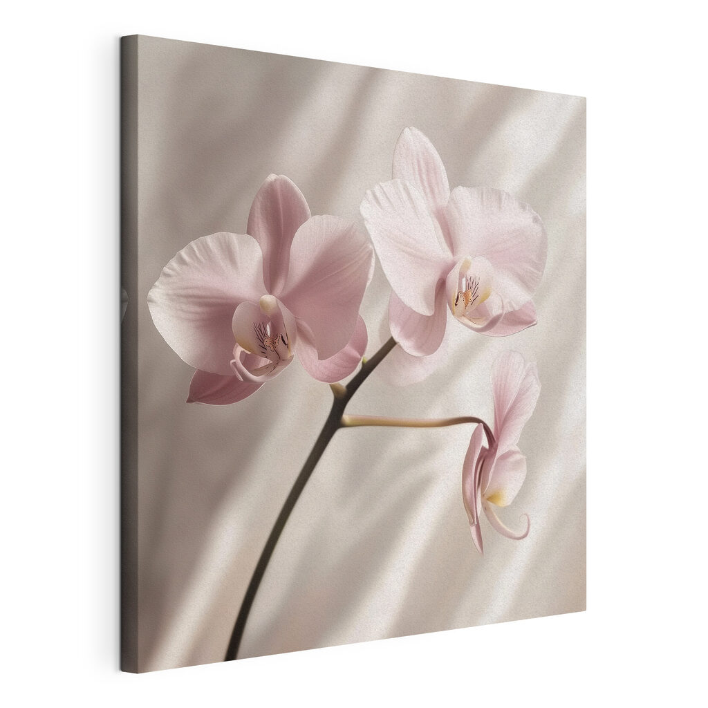 Orchidee rosa, tela tesa e bordo avvolto