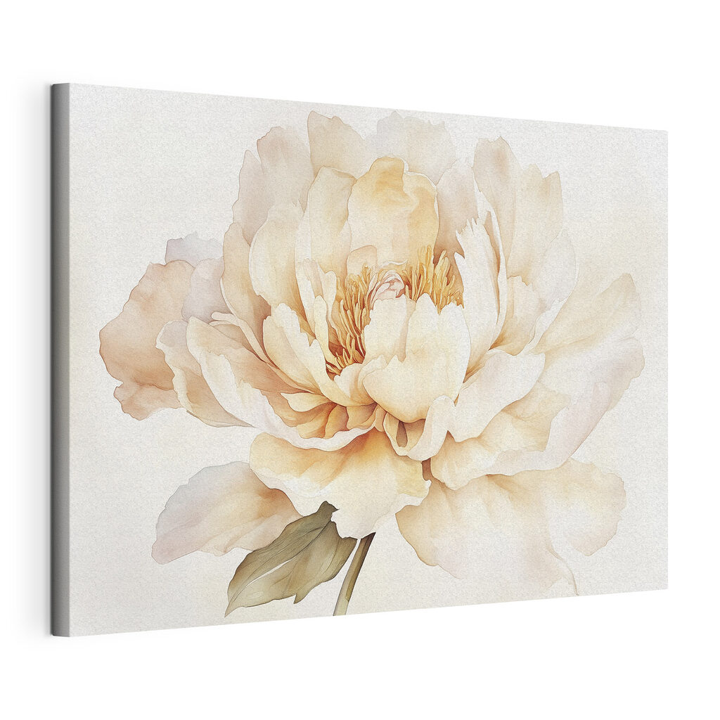 Peonia crema all’acquerello, tela tesa e bordo avvolto