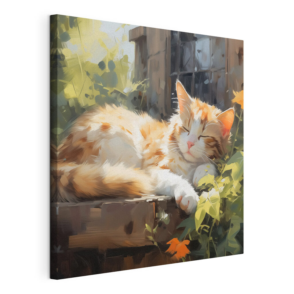 Gatto addormentato al sole — vista del prodotto
