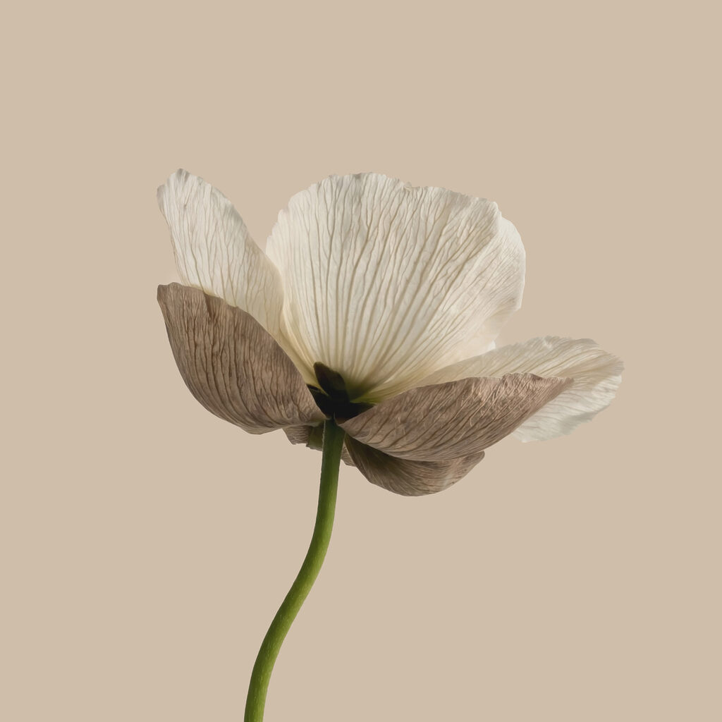 Fiore su stelo verde — design completo