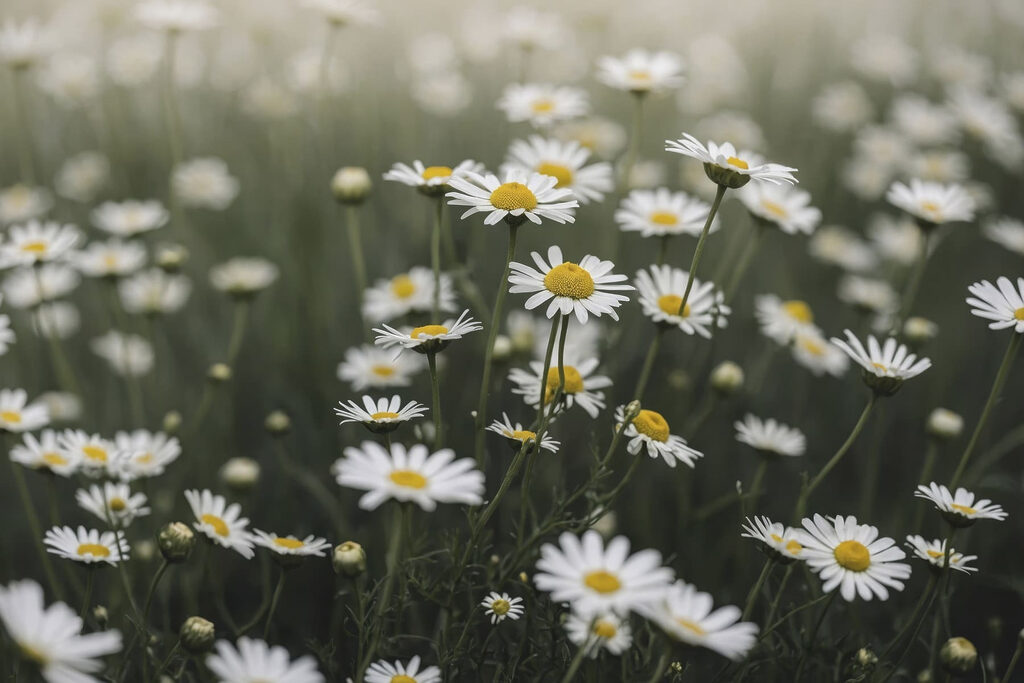 Fiori nell’erba — design completo