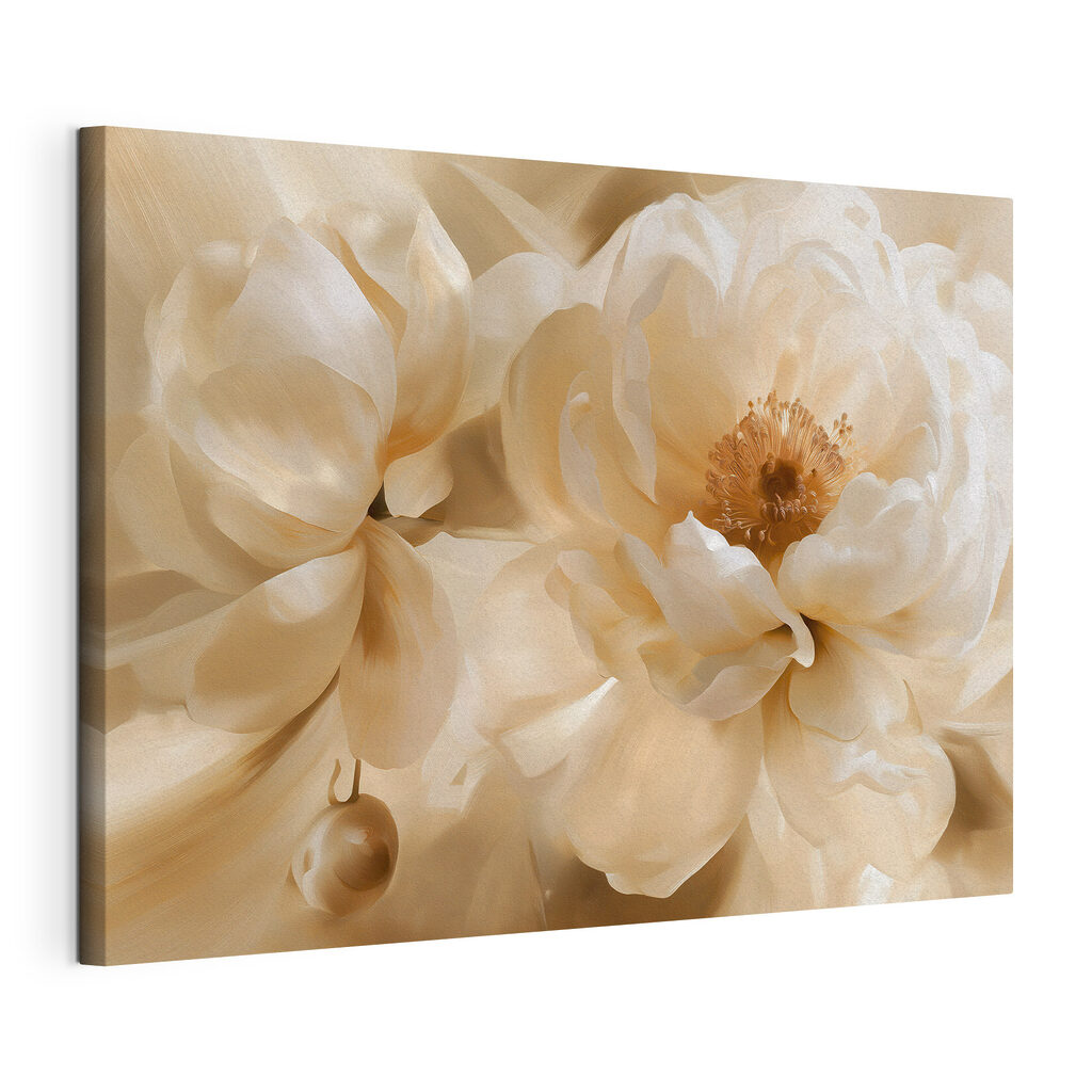 Peonie crema, boccioli rotondi, tela tesa e bordo avvolto