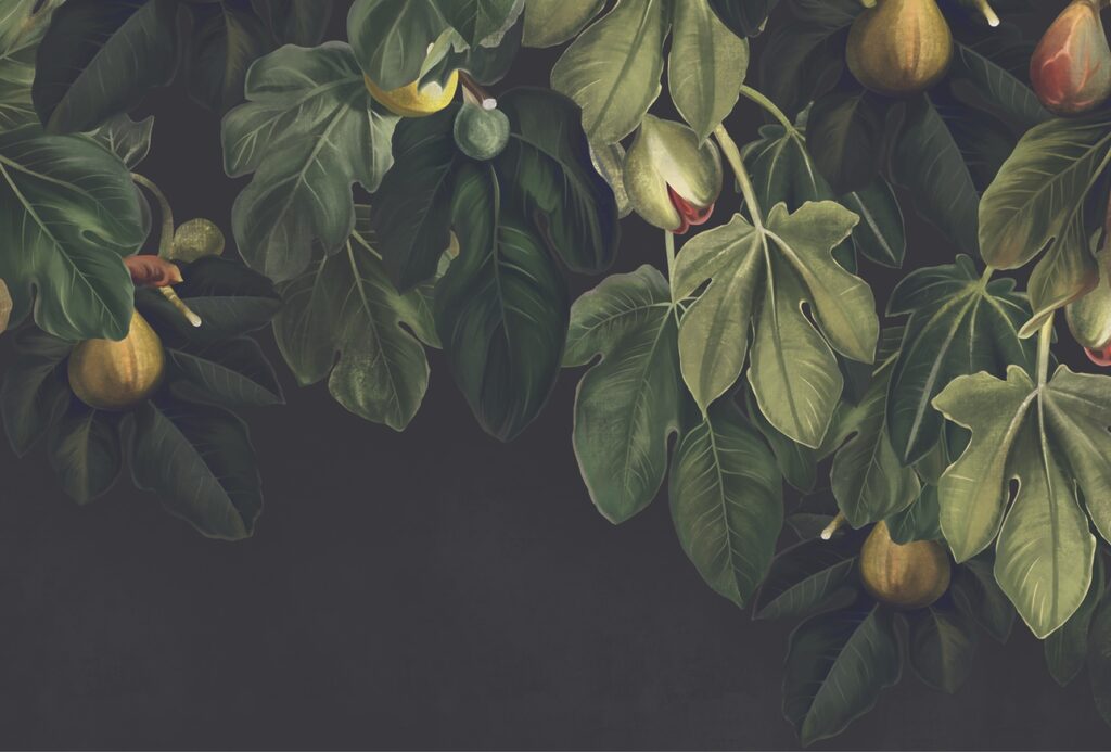 Fichi tra foglie scure — design completo