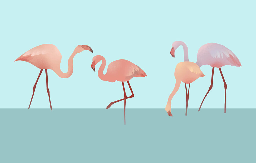 Fenicotteri su turchese — design completo