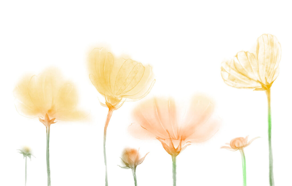 Fiori gialli su bianco — design completo