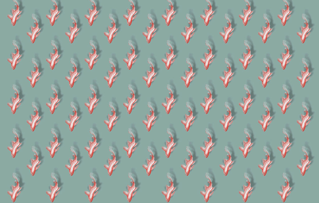 Pesci koi su grigioverde — design completo