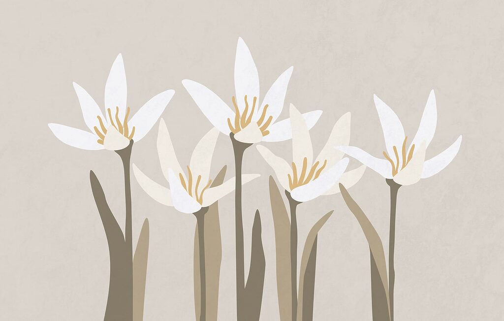 Fiori a stella — design completo