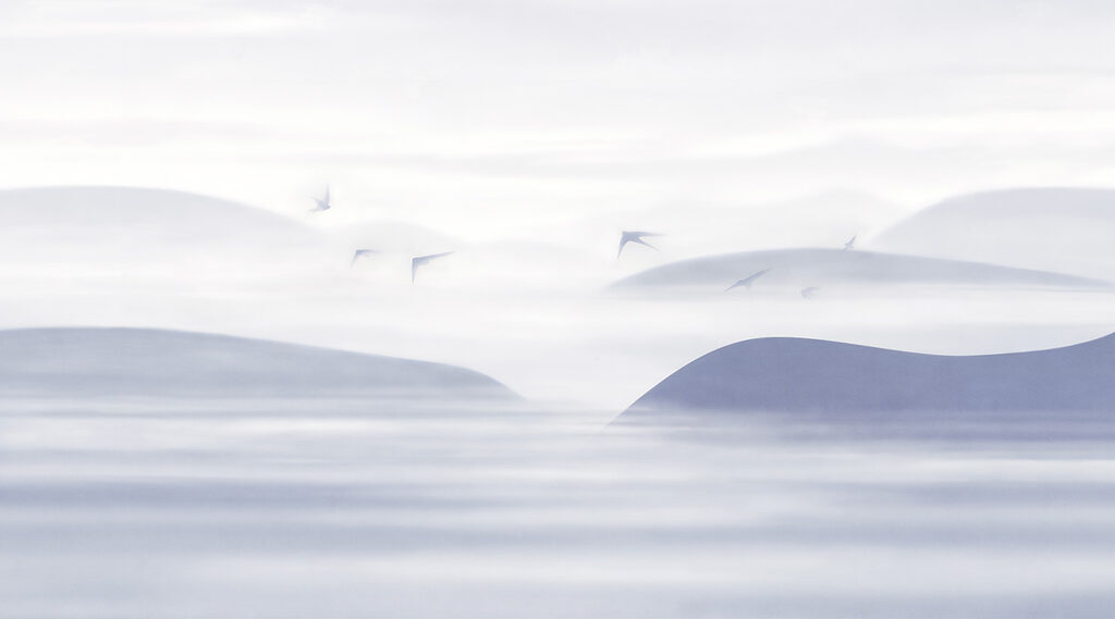 Uccelli sulle dune — design completo
