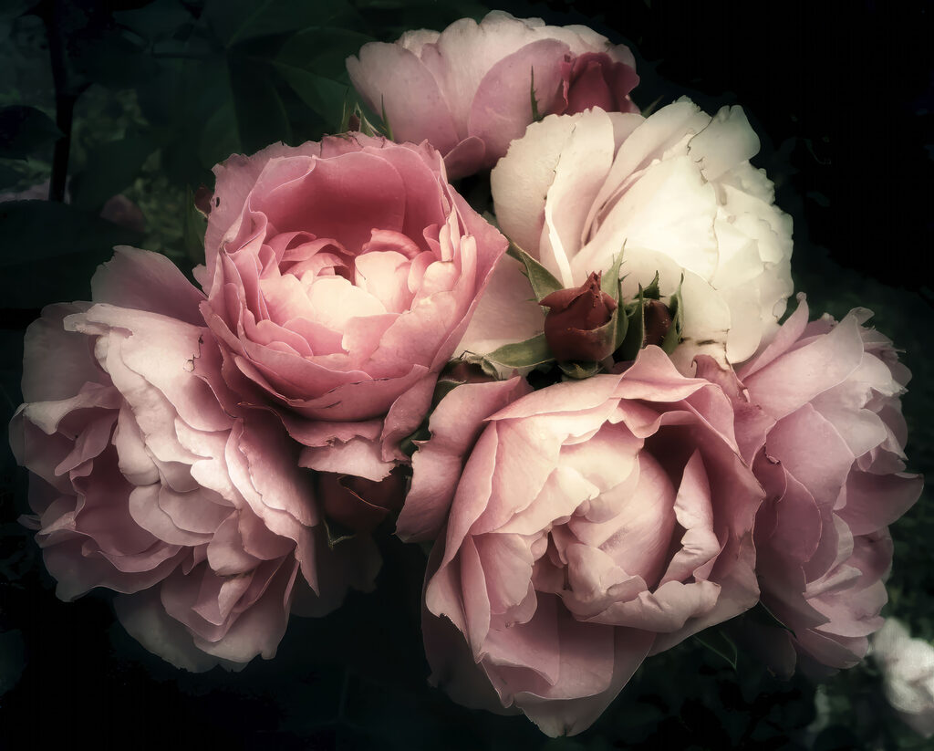 Peonie in ombra rosa — design completo