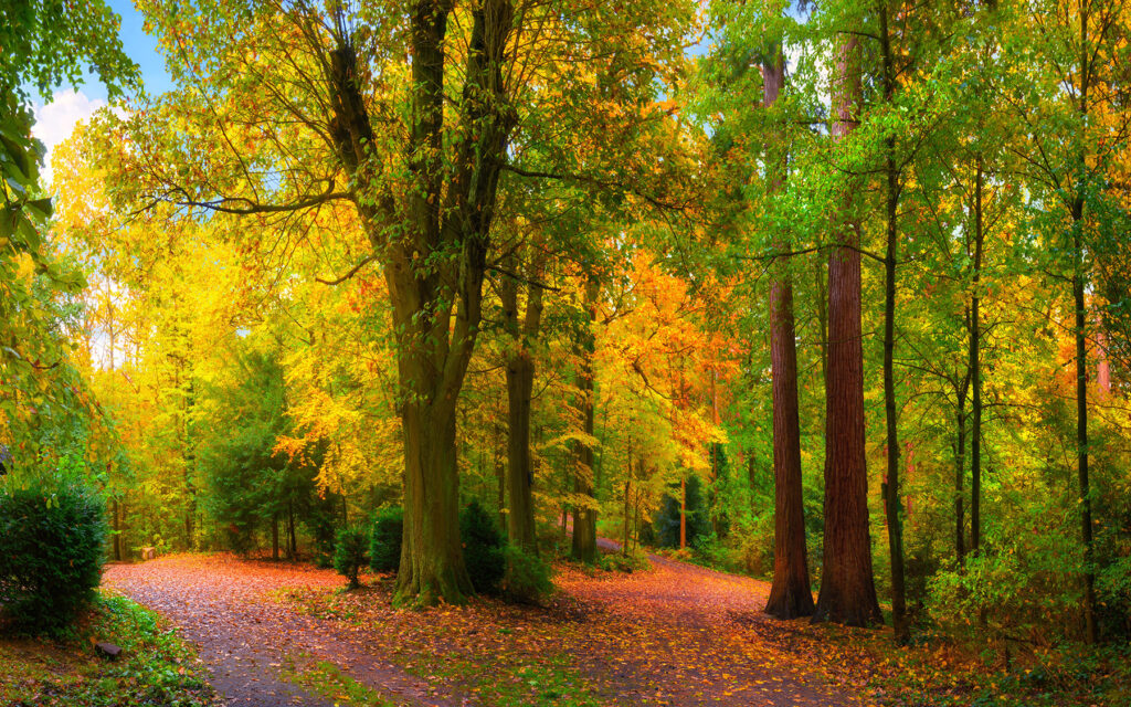 Sentiero d’autunno — design completo