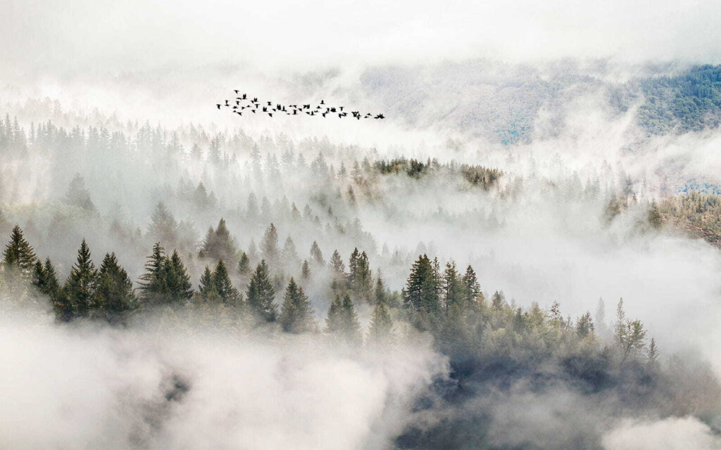 Uccelli sopra la nebbia — design completo