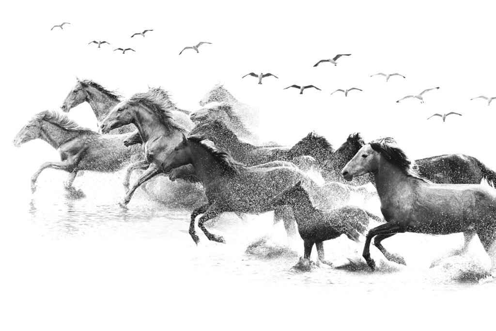Cavalli a carboncino — design completo