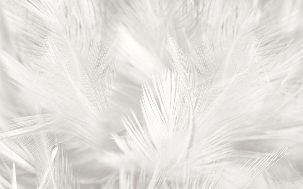 Piume come nuvole — design completo