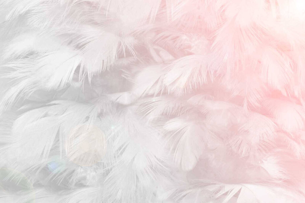 Piume in foschia rosa — design completo
