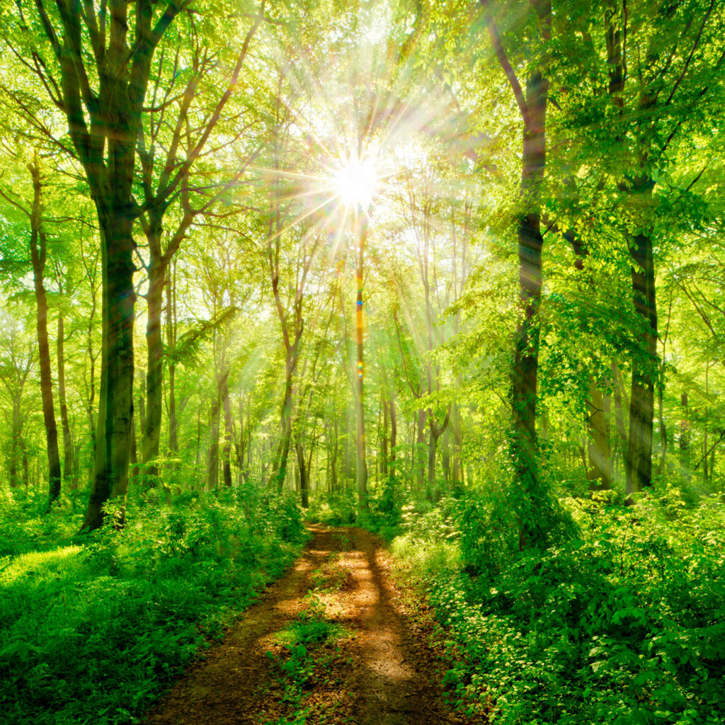 Sole nel bosco — design completo