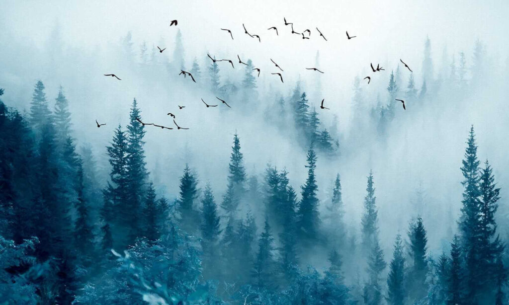 Volo tra pini blu — design completo