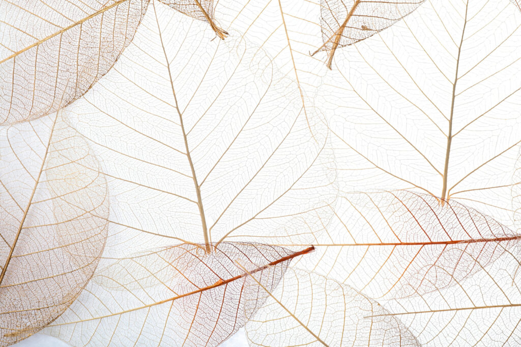 Foglie in linee dorate — design completo