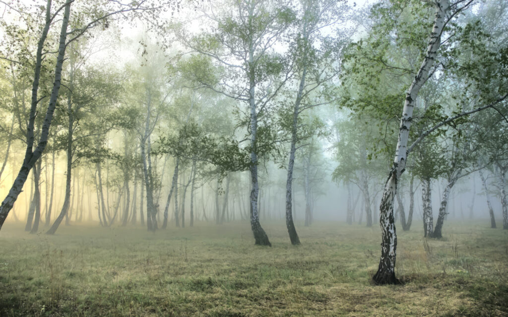 Bosco di betulle — design completo