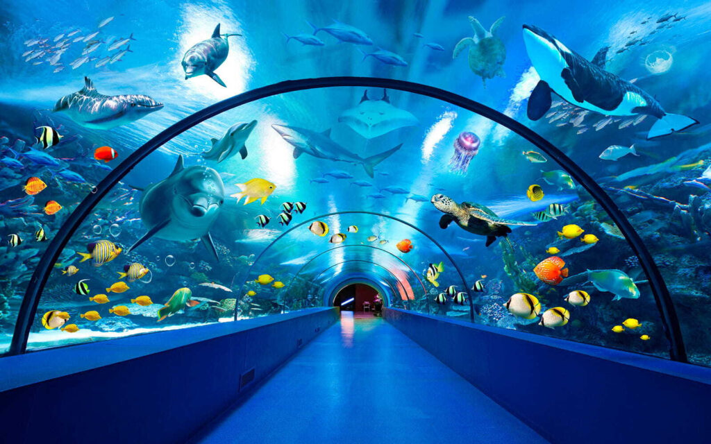 Sott’acqua tra i pesci — design completo