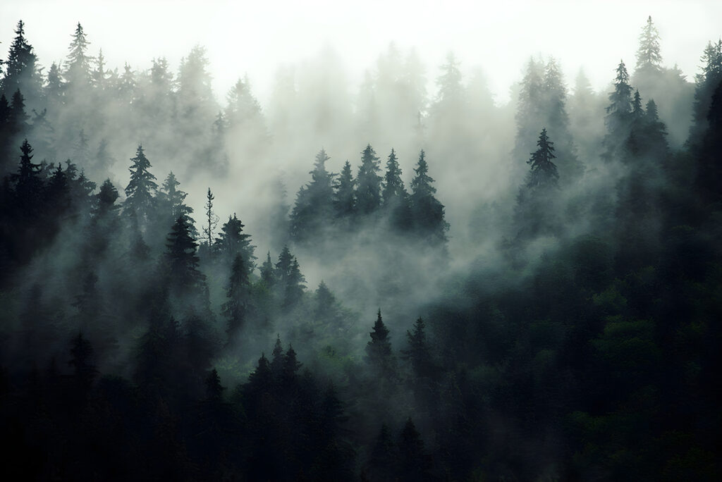Bosco scuro nella nebbia — design completo