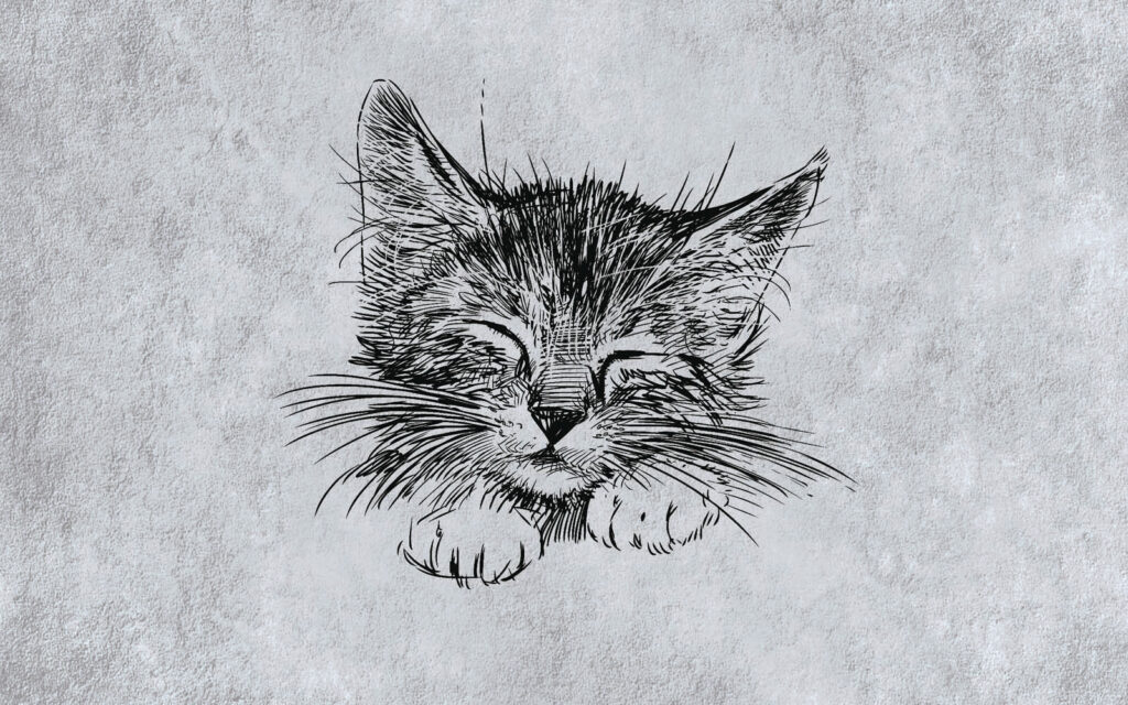 Gatto assonnato — design completo