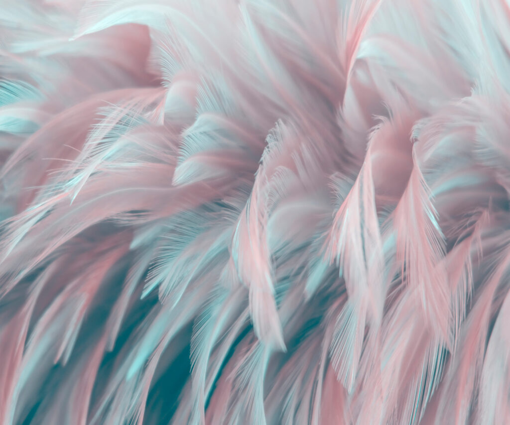 Piume rosa e turchesi — design completo