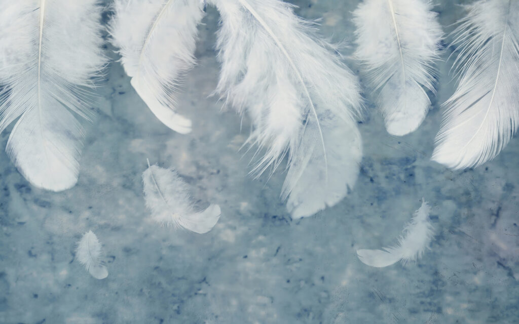 Piume bianche su grigio-azzurro — design completo