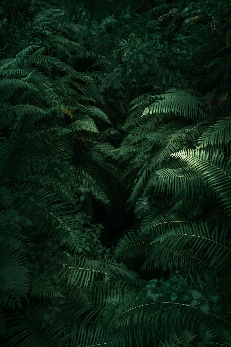 Nel verde delle felci — design completo