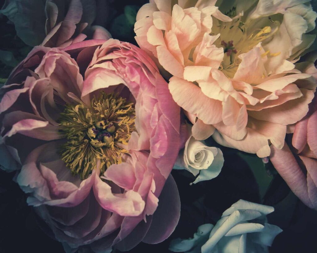 Peonie scure da vicino — design completo