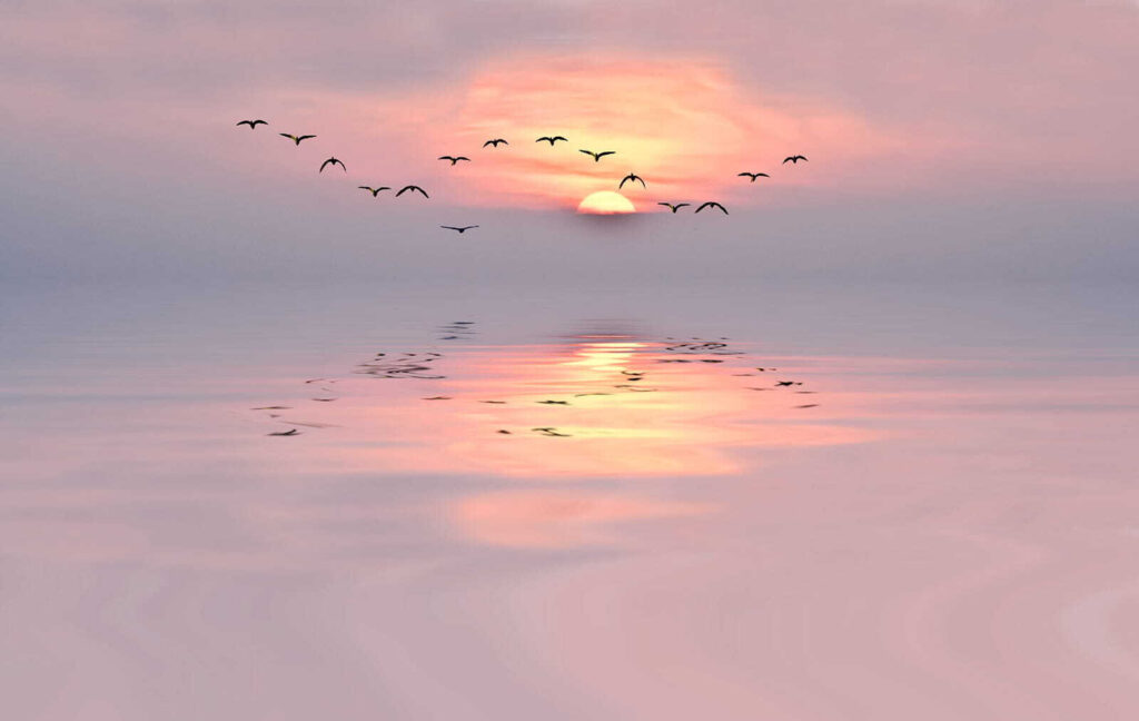 Uccelli sul mare rosa — design completo
