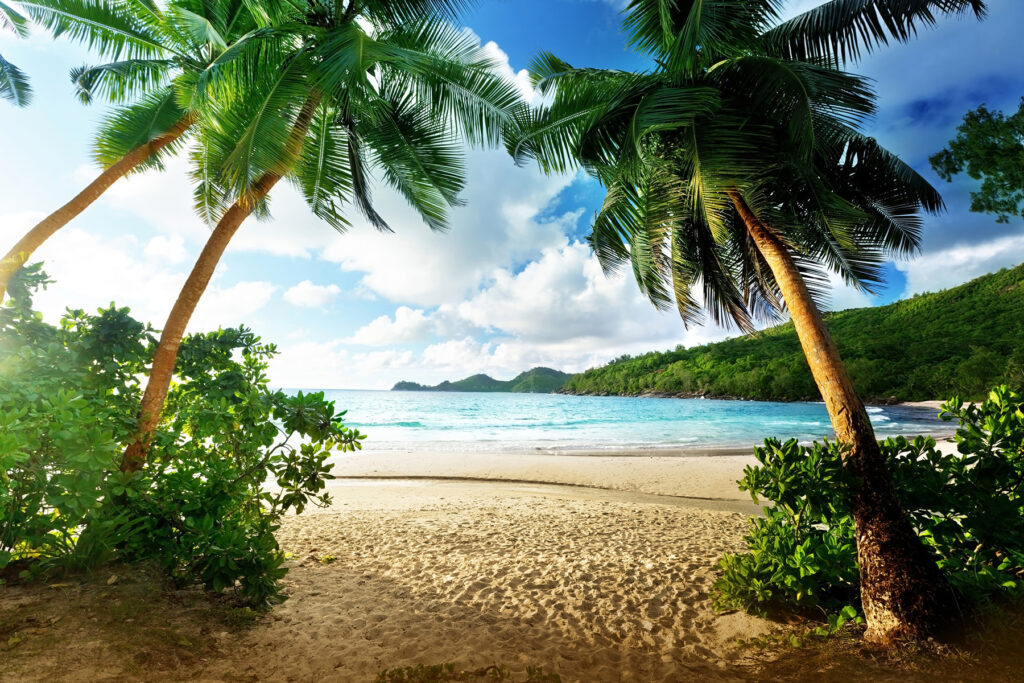 Vista tra le palme — design completo
