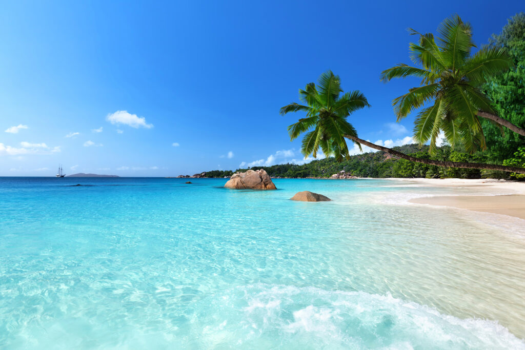 Acqua limpida e palme — design completo