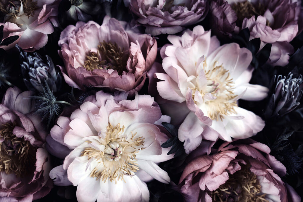 Peonie scure di luce — design completo