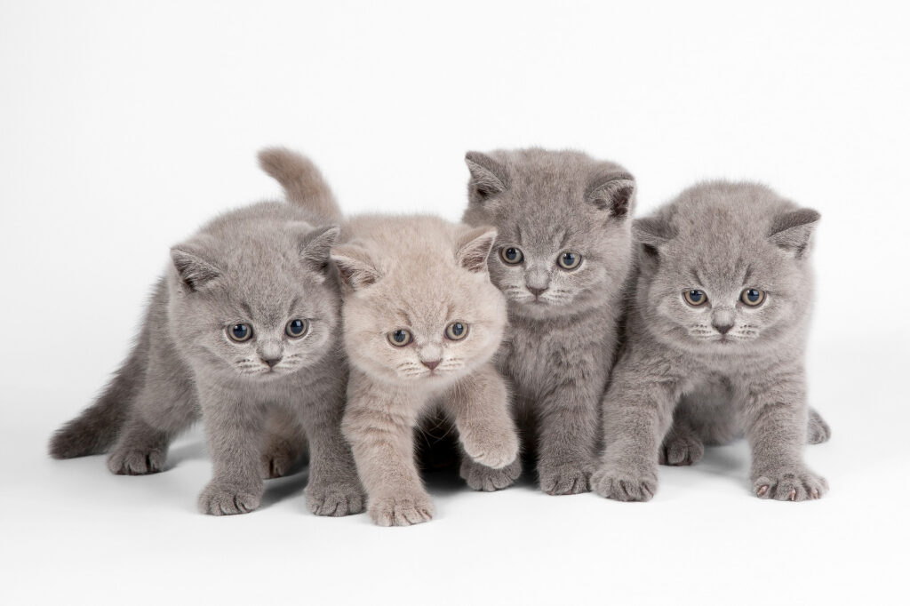 Quattro gattini curiosi — design completo