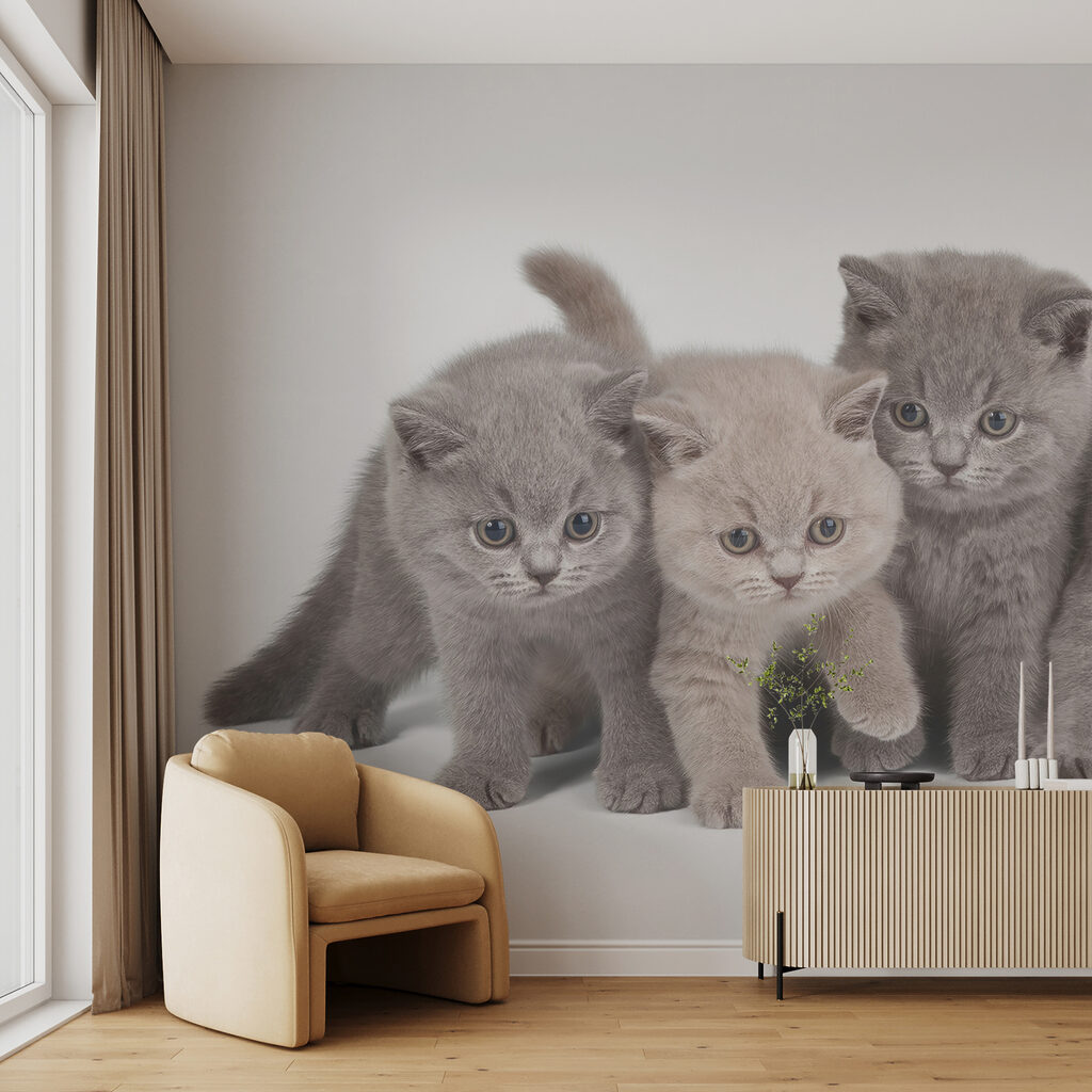 Quattro gattini curiosi — ambiente 3