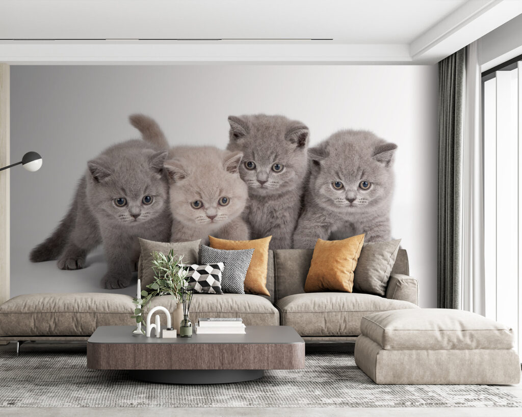 Quattro gattini curiosi — ambiente 2