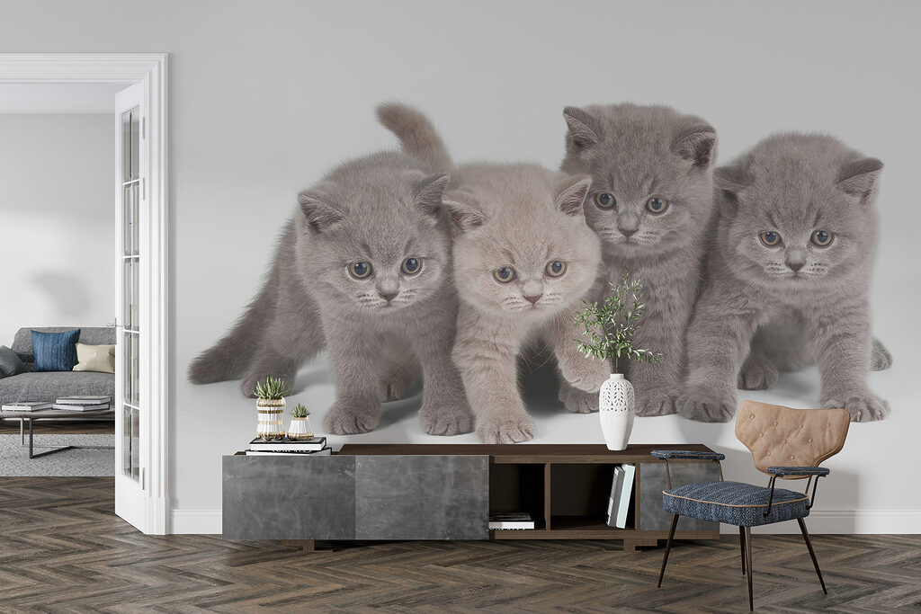 Quattro gattini curiosi — ambiente 4
