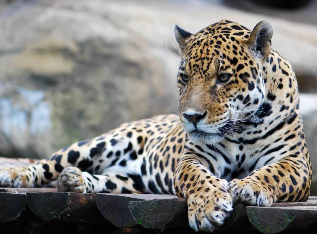 Gatto maculato sulla roccia — design completo